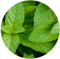 Peppermint