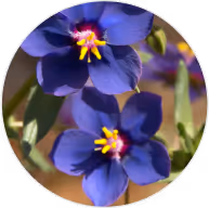Lithospermum Erythrorhizon
